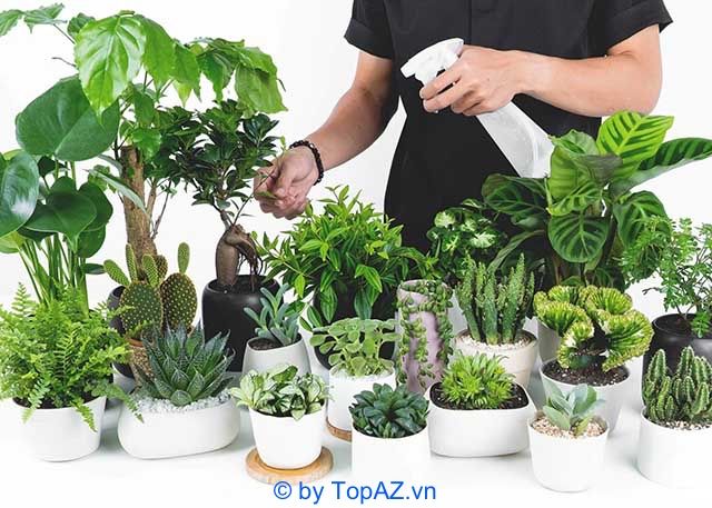 Mua cây cảnh giá tốt tại TPHCM