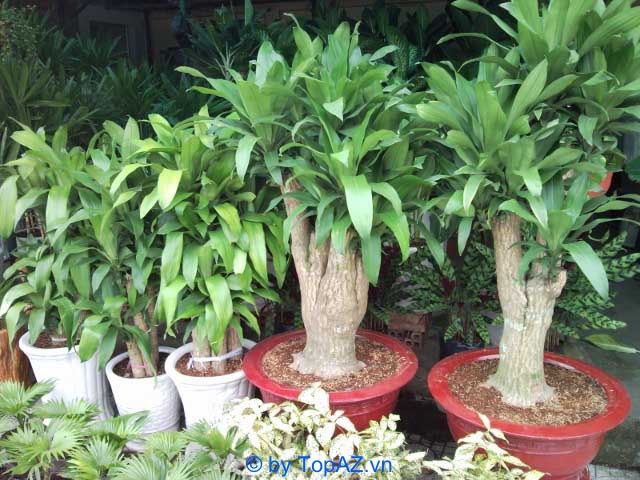 Mua cây cảnh chất lượng tại TP.HCM
