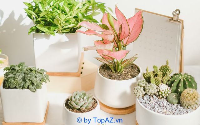 cây cảnh tại tphcm