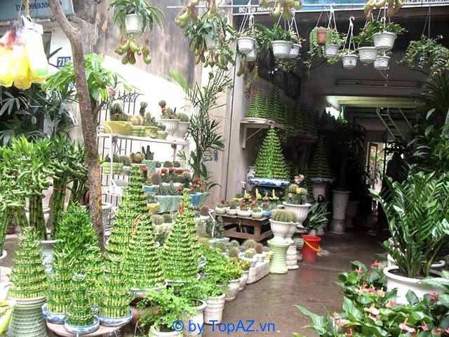 Cung cấp cây cảnh chất lượng, giá thành hợp lý
