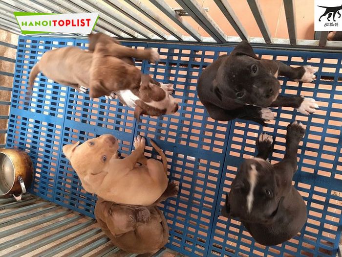 cho-bao-ve-trai-cho-pitbull-thuan-chung-ha-noi-Tripi
