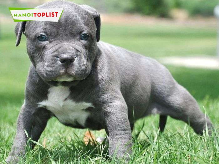 trai-cho-pitbull-ngoc-thuy-trai-cho-pitbull-lon-nhat-ha-noi-Tripi