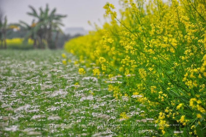 Tuyển tập khoảnh khắc vàng tại cánh đồng hoa cải Hà Nội - Phần 9