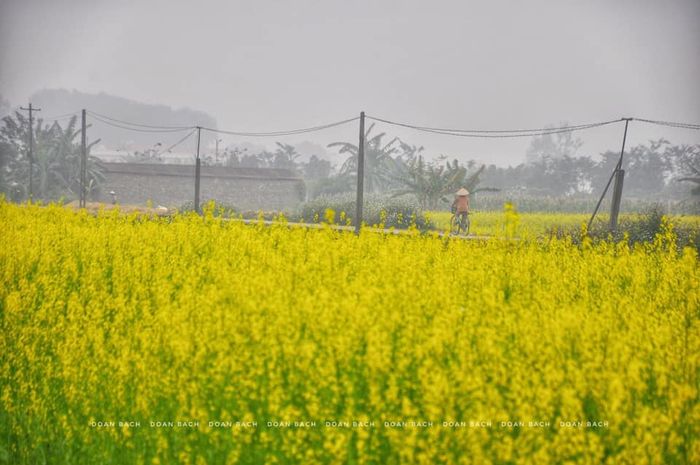 Cánh đồng hoa cải vàng rộng lớn nhất Hà Nội - Trải nghiệm miễn phí 2