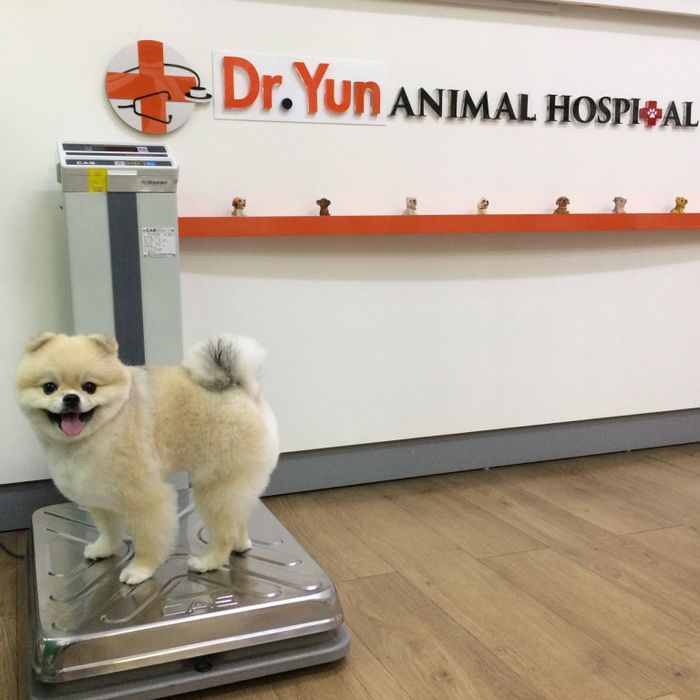 Hệ thống trang thiết bị y tế hiện đại tại Bệnh viện thú y Dr.Yun (ảnh 2)