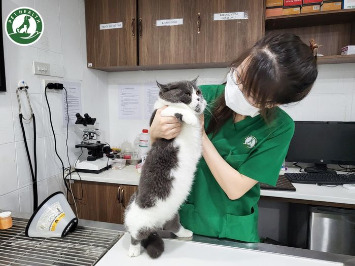 Hệ thống phòng khám và trang thiết bị y tế tại PetHealth (ảnh 2)