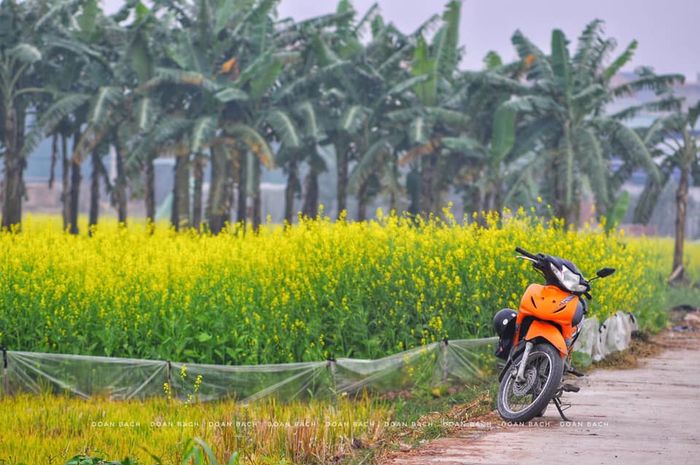 Bộ sưu tập hình ảnh cánh đồng hoa cải Hà Nội - Ấn bản đặc biệt 10