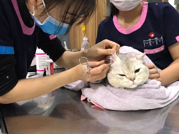 Không gian hiện đại đạt chuẩn Hàn Quốc tại Samyang Animal Clinic (ảnh 1)