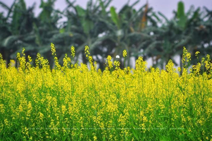 Hành trình khám phá cánh đồng hoa cải bạt ngàn Hà Nội - Tập 8