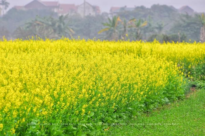 Tuyển tập hình ảnh đẹp nhất cánh đồng hoa cải Hà Nội - Phần 6