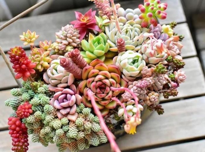 Hình ảnh Sen Đá Ruby 2