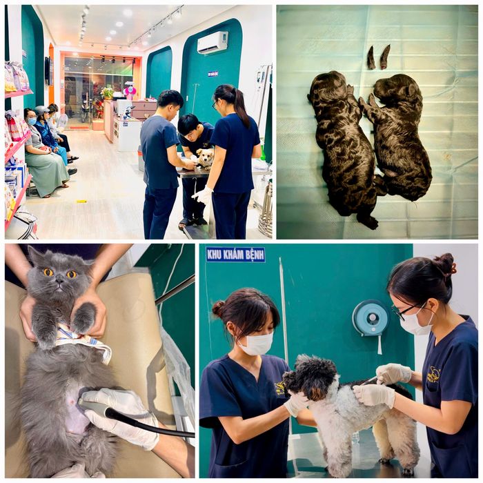 phong kham thu y hang dau quan Bình Thanh TPHCM 2.jpg