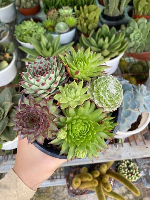 Hình ảnh Nhà Vườn Triều Phương 1