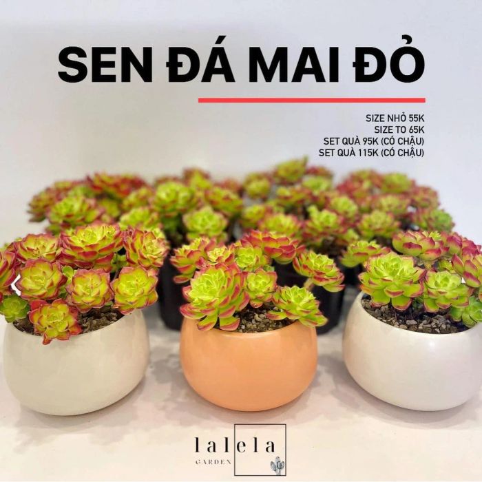 Hình ảnh Vườn Lalela 1