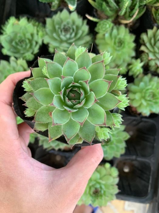Hình ảnh Sen Đá Ruby 1