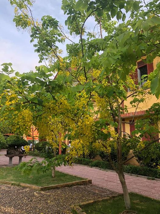 Trường THPT Ngô Sĩ Liên - Bắc Giang - Hình ảnh 1