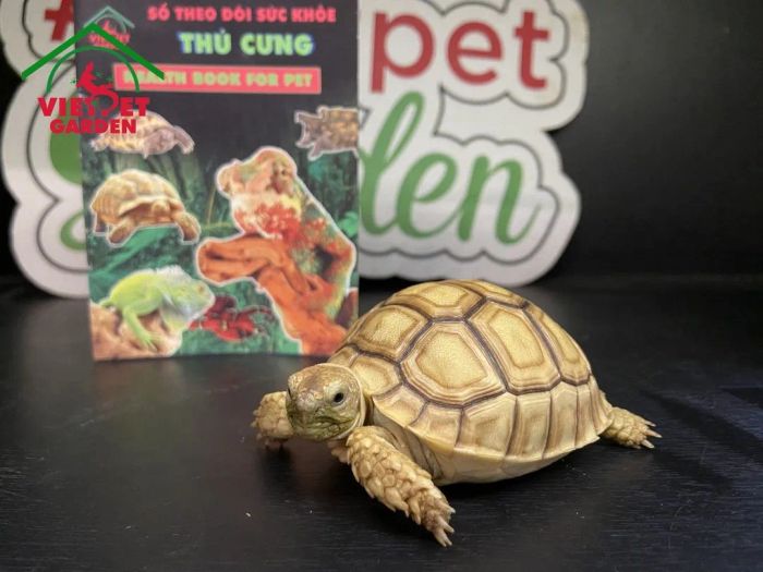 Ảnh nổi bật tại cửa hàng Việt Pet Garden