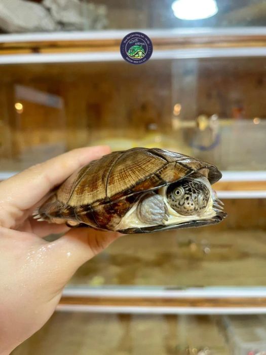 Hình ảnh tiêu biểu của House Animal - Lần 1
