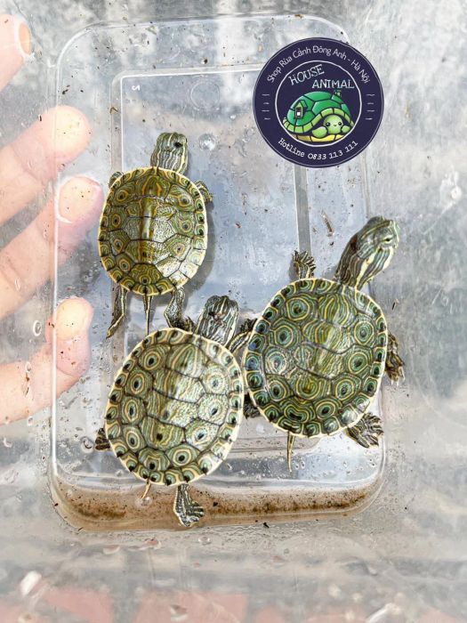Bức ảnh ấn tượng tại House Animal - Lần 2