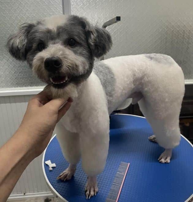 Home Vet - Chuẩn mực chăm sóc thú y