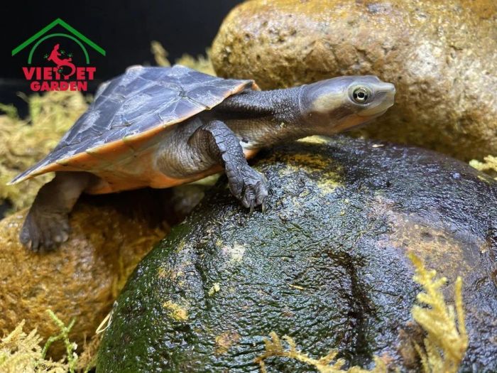 Hình ảnh ấn tượng tại Việt Pet Garden - Lần 2