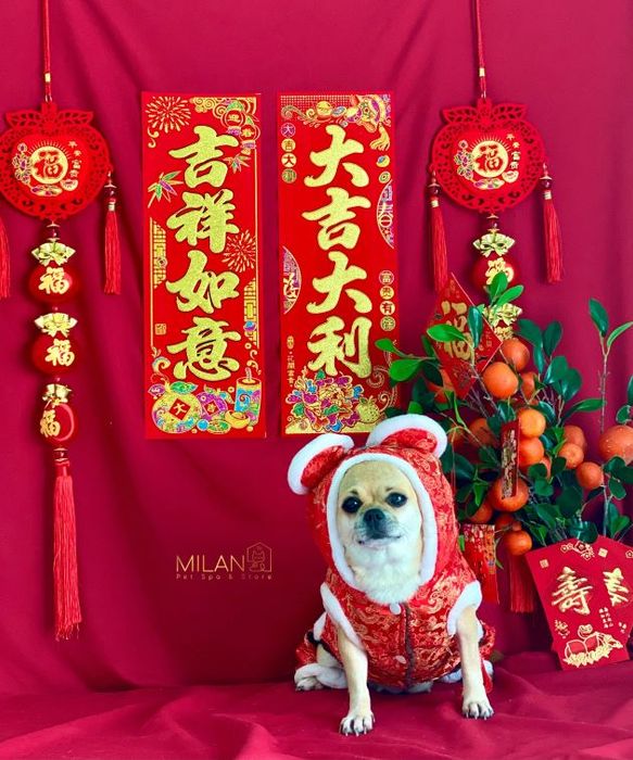 Milan Pet Spa - Nơi gửi gắm yêu thương