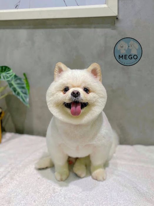 Mego Spa & Grooming - Địa chỉ chăm sóc thú cưng chuyên nghiệp