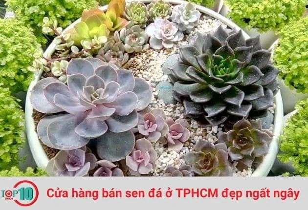 Vườn Sen Đá Aquagarden