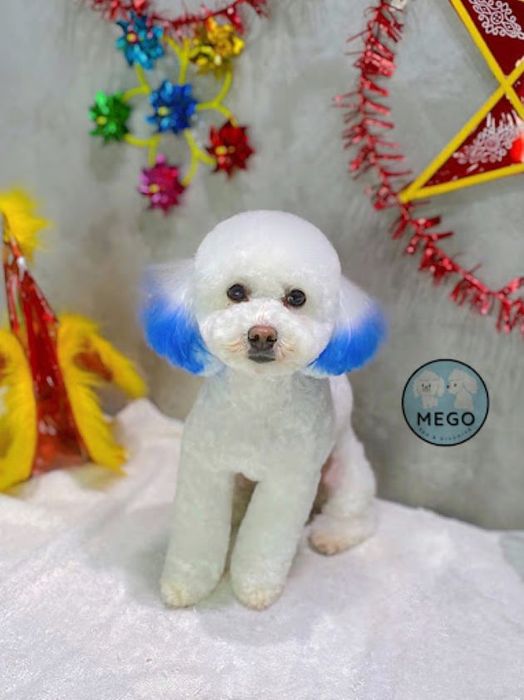 Mego Spa & Grooming - Nâng niu từng sợi lông thú cưng