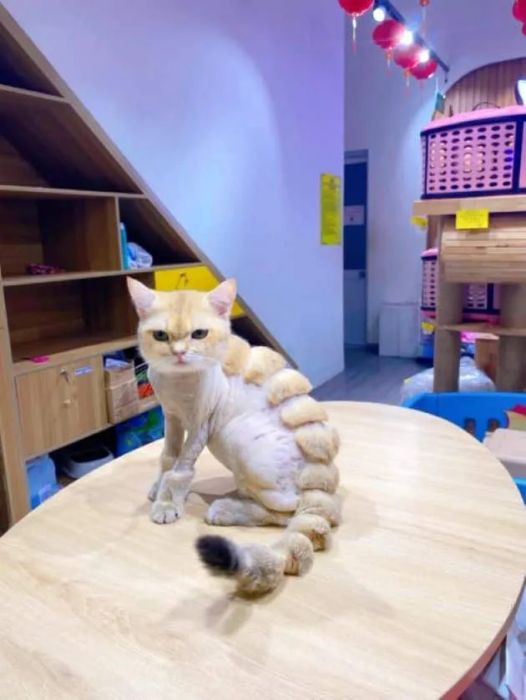 Dịch vụ spa thú cưng tại Quận 1
