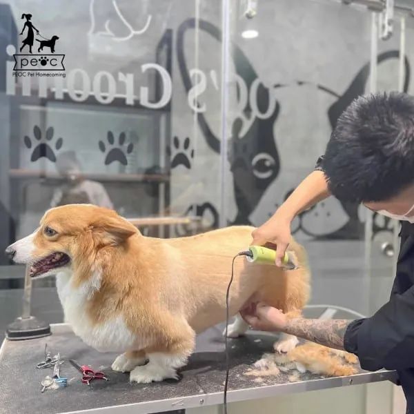 Spa chăm sóc chó mèo uy tín tại Quận 1
