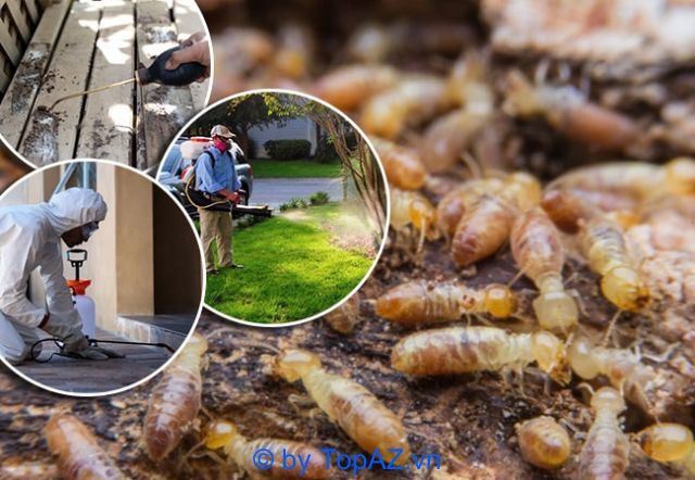 Không chỉ cung cấp dịch vụ diệt mối tại Quận 5, Công ty diệt côn trùng Anh Thư còn nổi tiếng với các dịch vụ diệt mối và côn trùng tại nhiều tỉnh thành trên cả nước.