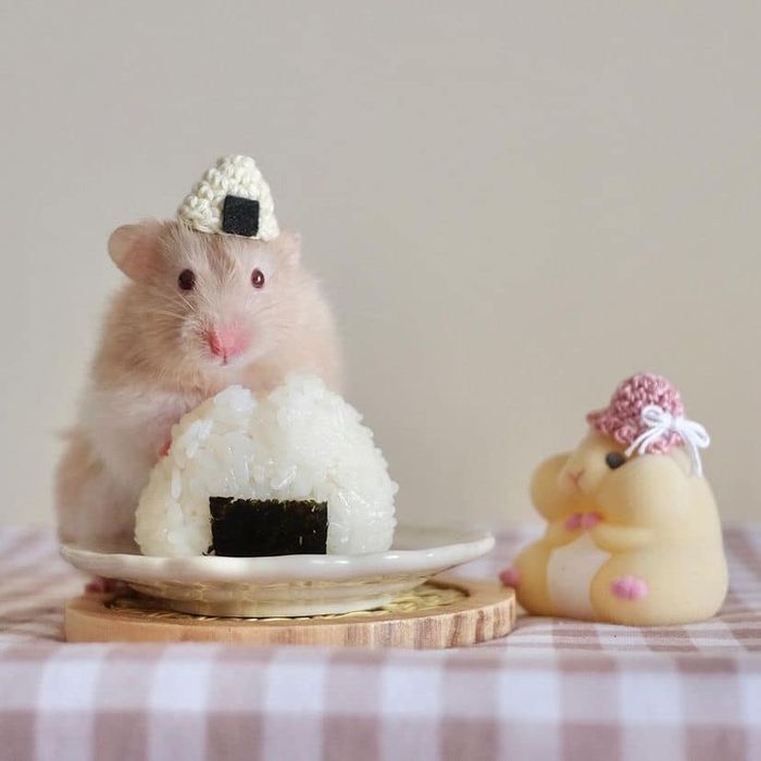 Hình ảnh Hamster Planet 1