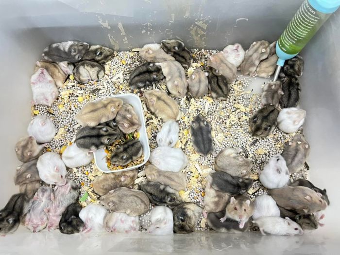 PIKAPET - Hamster Shop hình ảnh 1
