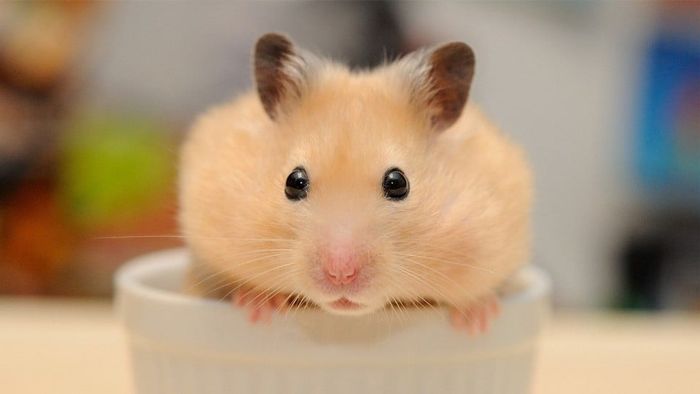 Hamster Luna hình ảnh 2