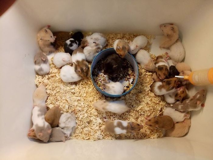 Hamster Luna hình ảnh 1