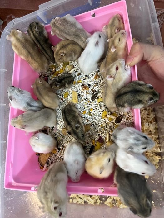 Hình ảnh Xì Trum’s Pet Shop 1