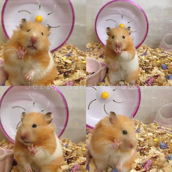 Hình ảnh Jerry Hamster Shop 2
