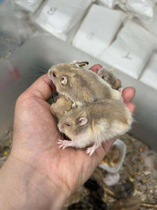 PIKAPET - Hamster Shop hình ảnh 2