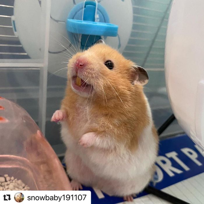 Hình ảnh Hamster Planet 2