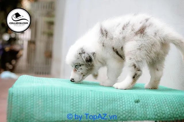 Gợi ý địa chỉ uy tín mua chó Border Collie tại thủ đô