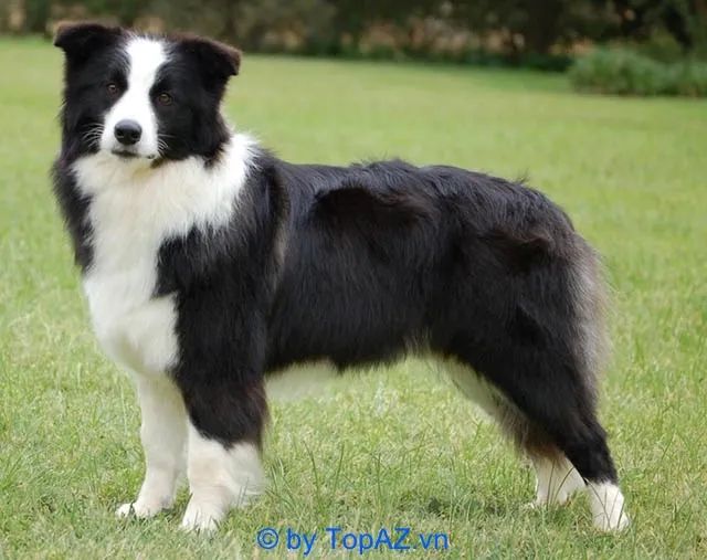 Địa chỉ vàng mua chó Border Collie tại thủ đô