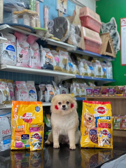 AZPet Biên Hoà - ảnh 1
