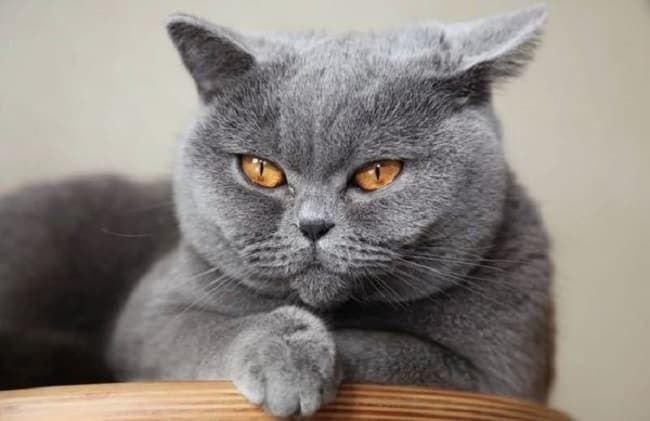 Những chú mèo Anh lông ngắn thuần chủng tại Lê Trung