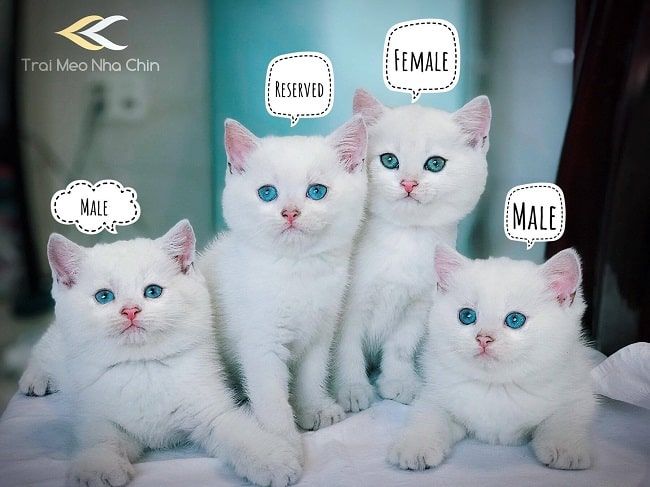 Trại Mèo Nhà Chin - Nơi gửi trọn niềm tin