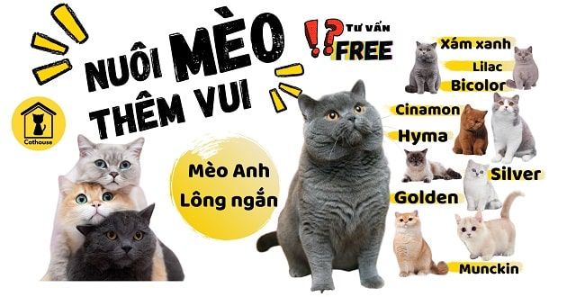 CATHOUSE - Thiên đường dành cho những người yêu mèo tại TP.HCM