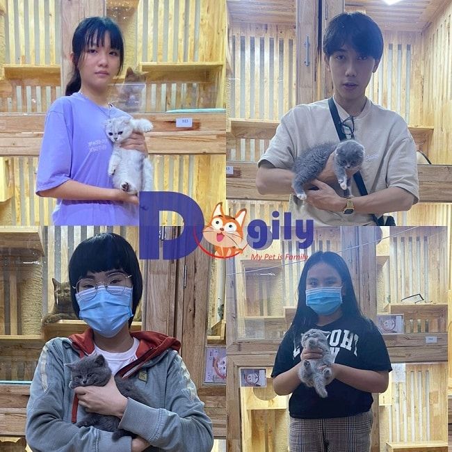 Dogily Petshop - Thiên đường mèo cảnh tại TP.HCM