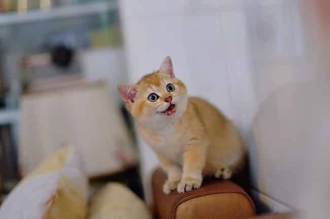 Những thiên thần lông lá tại Nhà Chin