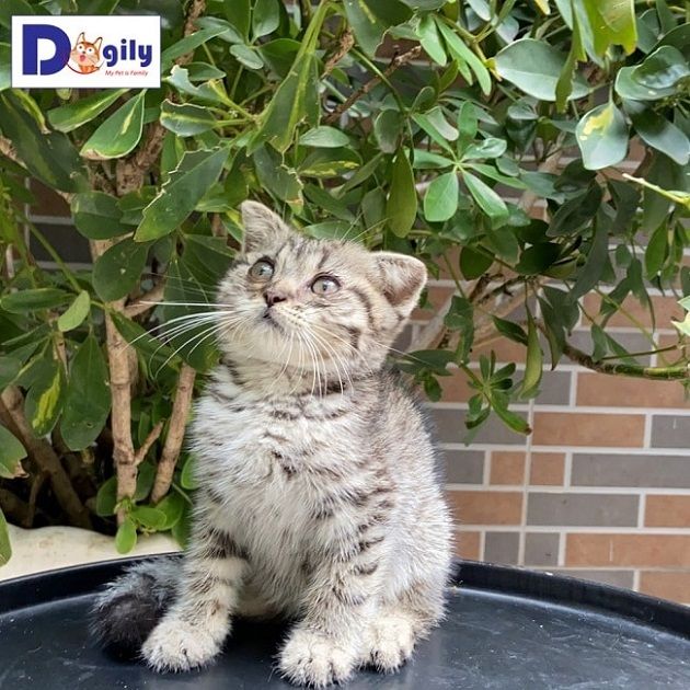 Mèo Anh lông ngắn (Aln) tại Dogily Petshop