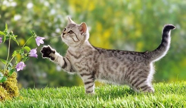 Gợi ý những nơi bán mèo cảnh đáng tin cậy tại Sài Gòn